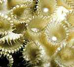 Zoanthid * Photo: Z. Dubinsky